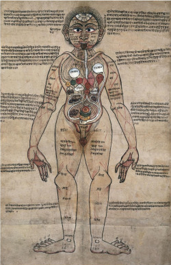 eyeburfi2:  Nepalese anatomical man, c. eighteenth century.  Via The Ayurvedic Anatomical Man and his Sanskrit Context 