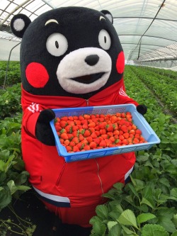 kumamonfan:  strawb, wameln