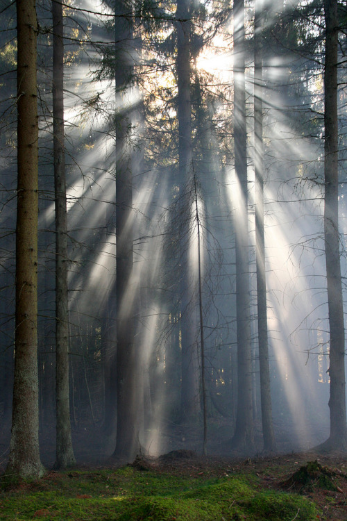 heyfiki:Forest light by John Persson on Flickr.Smoke, trees and light on a warm autumn morning