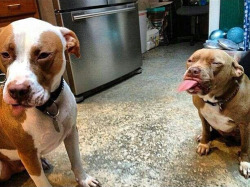 michael-ar05:  Look at these pitbulls fighting.