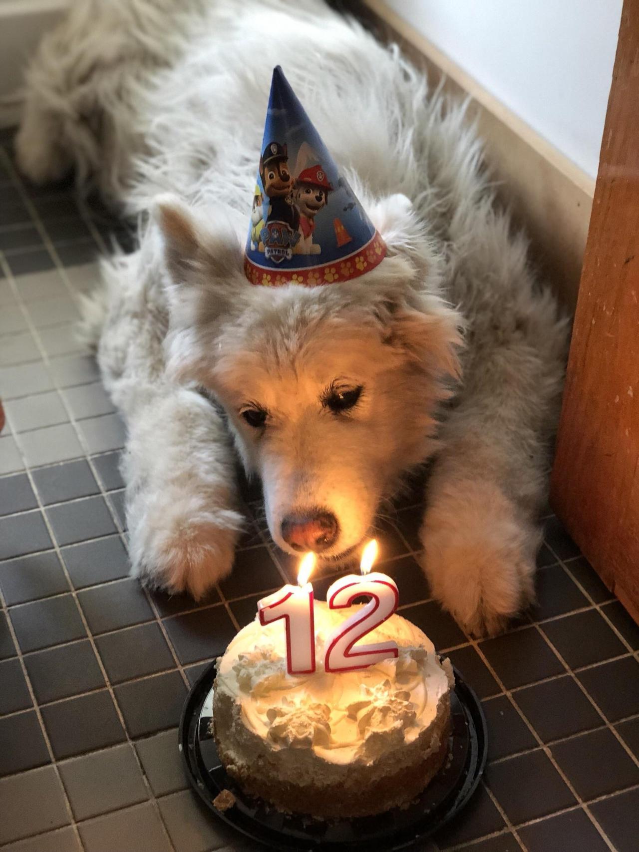 awwww-cute:  Everyone say Happy Birthday to Bess!! (Source: https://ift.tt/2nA5eVw)