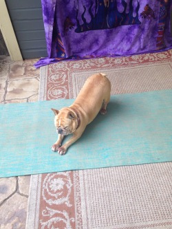 veggiesandtea:  Doga 