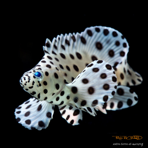 (Photo by Richard Philippe)Panther grouper 