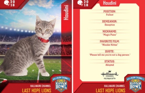 analgesicsleep: Hallmark Channel presents: KITTEN BOWL V, FEBRUARY 4, 2018 Team: Last Hope Lions Mem