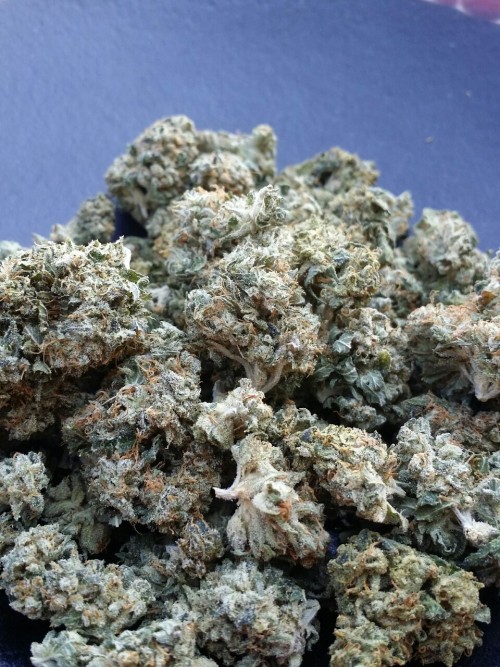 stonerfaq:  Girl scout cookies, hybrid.  adult photos