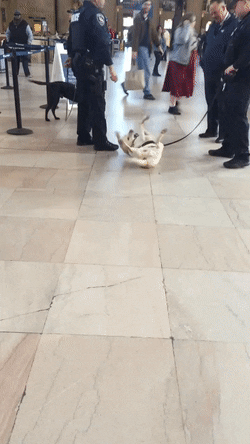 awwww-cute:Police doggos at the train station not wanting to police (Source: http://ift.tt/2v2ZvMV)