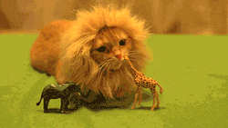 awwww-cute:  Lion takes down a giraffe