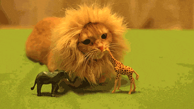 awwww-cute:  Lion takes down a giraffe