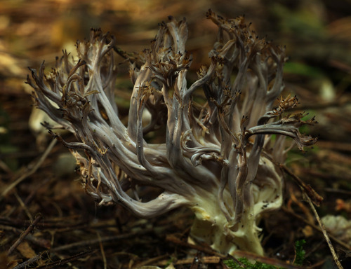 Here&rsquo;s some photos of Crested Coral Fungus - Clavulina coralloides. They are usually white, bu