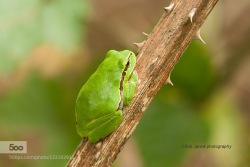 noticiero: Tree Frog by Rob_Janne