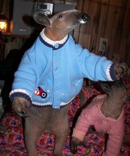 end0skeletal:In case you are sad here are some animals wearing sweaters.