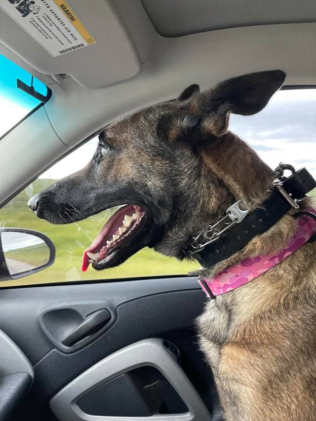 BiteyMcBiteFace sure loves her car rides 🐊
 Submit your cute pet here | 