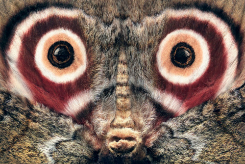 whatthefauna:Emperor moths have large eyespots on their hind wings that they flash when disturbed. T