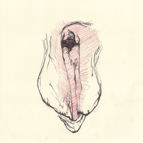 metakinky: Studies of the female genitalia.Black and red pen on paper. 