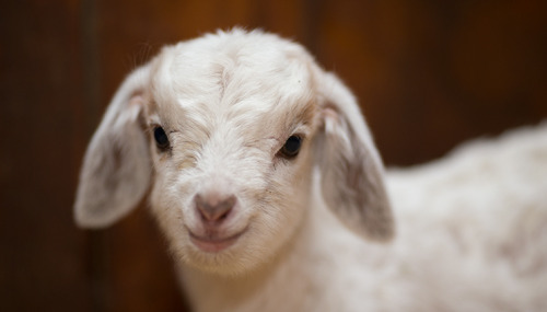 rescuedfarmanimals:Today we welcome our triple J goats -Julia, Jillian and Jacob; our all Australia 