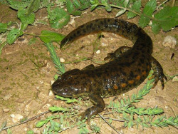 wapiti3:  The Iberian ribbed newt or Spanish