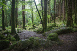 wanderthewood:  Killarney National Park,