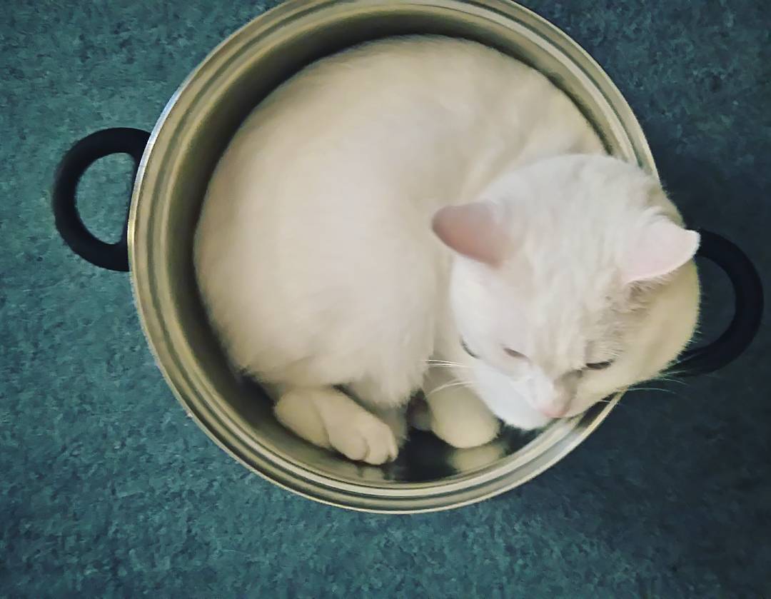 &lt;3  #Meko #whitecatsofinstagram #whitecat #cute #ififitsisits #pinkears