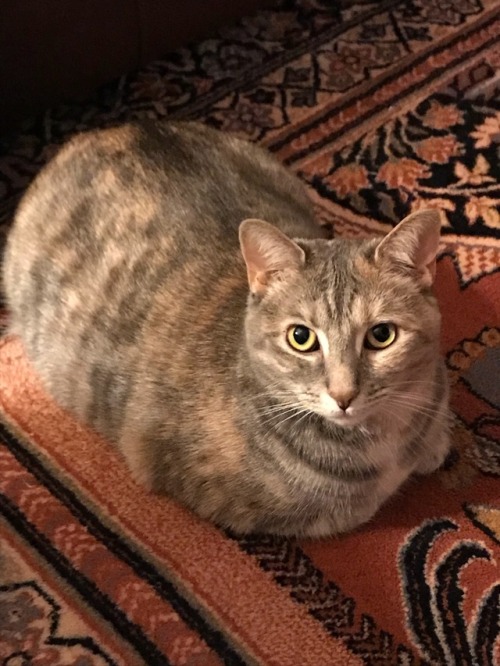 mostlycatsmostly: Mignonne the Cat Loaf. (submitted by @mkeelerh) My apologies to @mkeelerh for the 