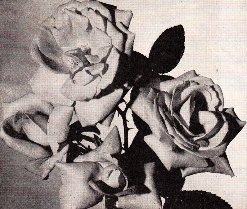 adelphe:  Australian House and Garden vol. 28 no. 3 August, 1962 