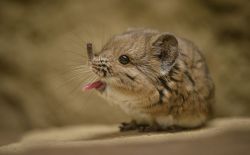 sasaq: (via Teeny Little Sengis Debut At Chester Zoo - ZooBorns) 