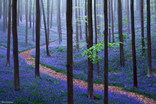 vurtual:Hallerbos / Belgium (by Kilian Schönberger)