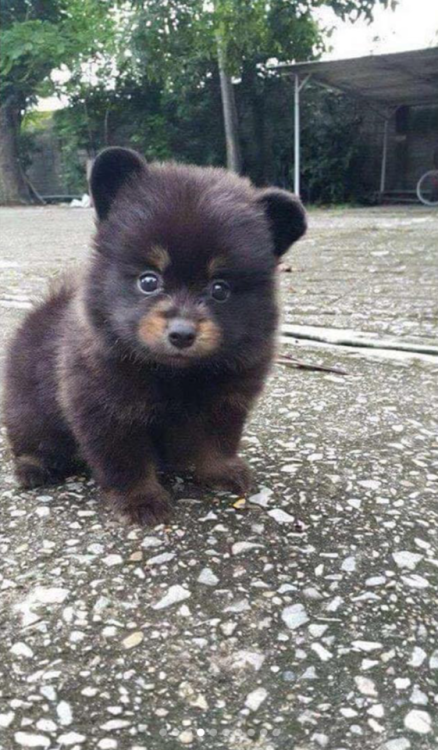 babyanimalgifs:  Some baby animals to warm your stone cold heart.