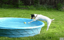 orbo-gifs:  Must….reach….ball….just….a….little….further….