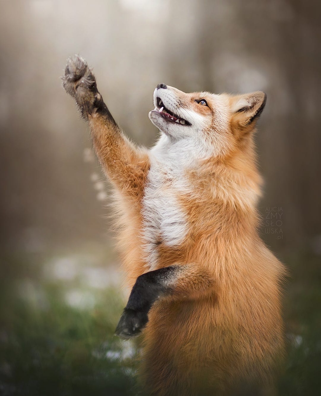 Delta the Fox — beautiful-wildlife: Paws Up! by © Alicja...