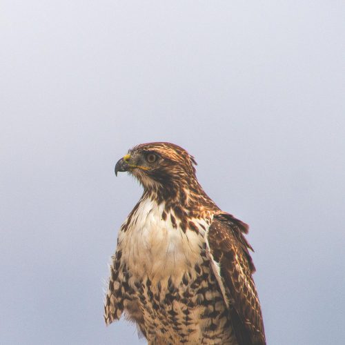 Juvenile Red-tailed Hawk, Point Reyes, CA