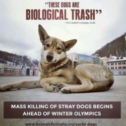 attitudenal:  About 2,000+ stray pack dogs are going to be killed before the Winter Olympics. They are being poisoned, shot, and beaten. Reports from visits in Sochi are already stating that large dead dogs are piling up in the streets. &ldquo;Biological