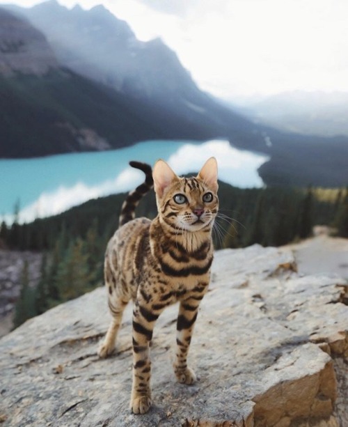 cutest-animals-here:(Source)