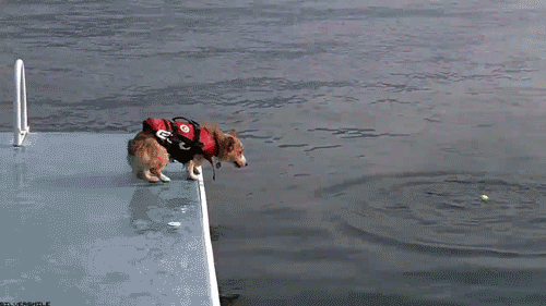 humoristics:  The best dog gifs ever   