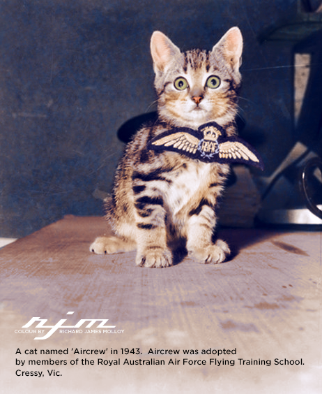 historicaltimes:  A cat named ‘Aircrew’ in 1943. Aircrew was adopted by members of the Royal Australian Air Force Flying Training School in Cressy, Vic. Colourised by me via reddit