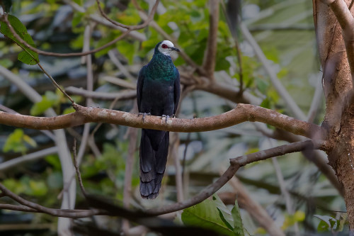 Turacoena manadensis by Weng Keong Liew