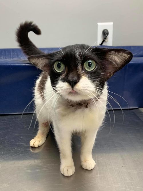 cats-doing-the-tongue-thing: Kitten with adorable ears is a major blepper! &lt;3 &lt;3 