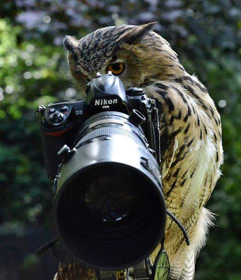 Porn Pics funnywildlife:  Owly Molly Camera Action!