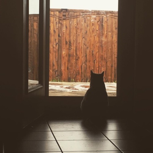 I love rainy days! . . . #RainyDays #rain #cat #cats #catsofinstagram #mellow #storm (at Van Alstyne