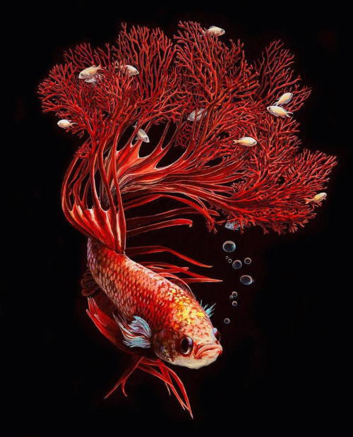 bettatastic:culturenlifestyle:Hyper Realistic Paintings of Exotic Fishes by Lisa Ericson Designe