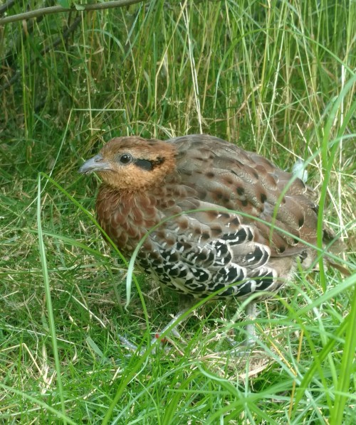 One of my favorite animal co-workers- a Mountain Bamboo Partridge from an asian-themed aviary.