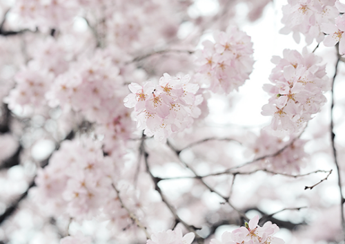 silkue: sakura [by Rin.U]