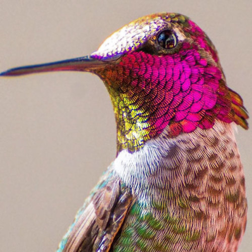boredpanda:This Instagrammer Captures The Tiny Beauty Of Hummingbirds In Her Backyard