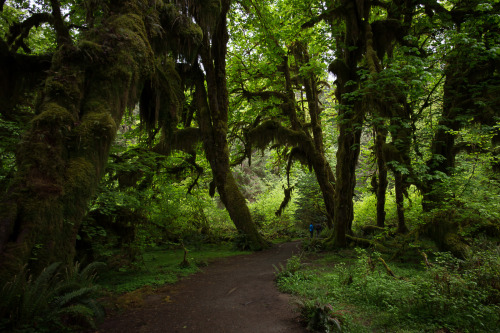 lobo-de-luna: walking amongst ancient giants 5-16-15