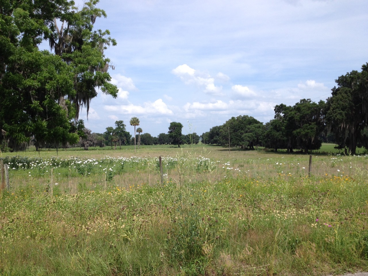 oldflorida:  North Central Florida
