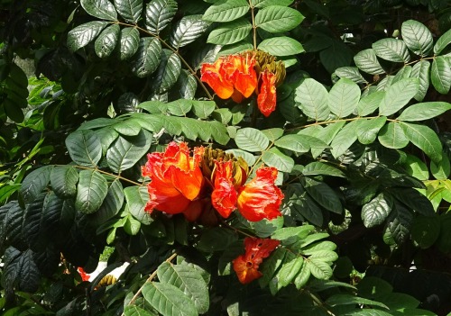 tangledwing:African tuliptree, fountain tree, pichkari or Nandi flame (Spathodea). It has become an invasive species in many tropical areas such as Hawaii, Queensland (Australia), Fiji, Papua New Guinea, and the wet and intermediate zones of Sri Lanka.