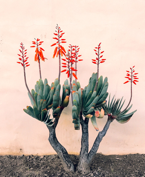 Ojai flowers