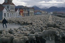 unrar:  A herd of marked sheep is readied to be shipped to Colombia, James L. Stanfield. 