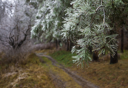 silvaris:Icy forest - Trees covered in ice after rain by Sergey Filonenko