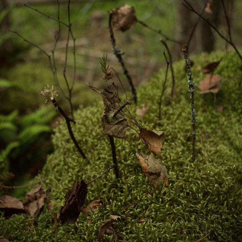 peikkotanssi: petting mosquitoes and building forests with @trollpogo