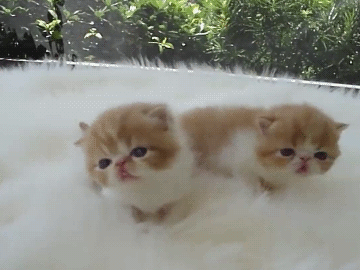 onlycatgifs:  src 